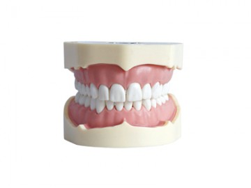 HST-A5 BF型教學模型 HST-A5 BF型教學模型